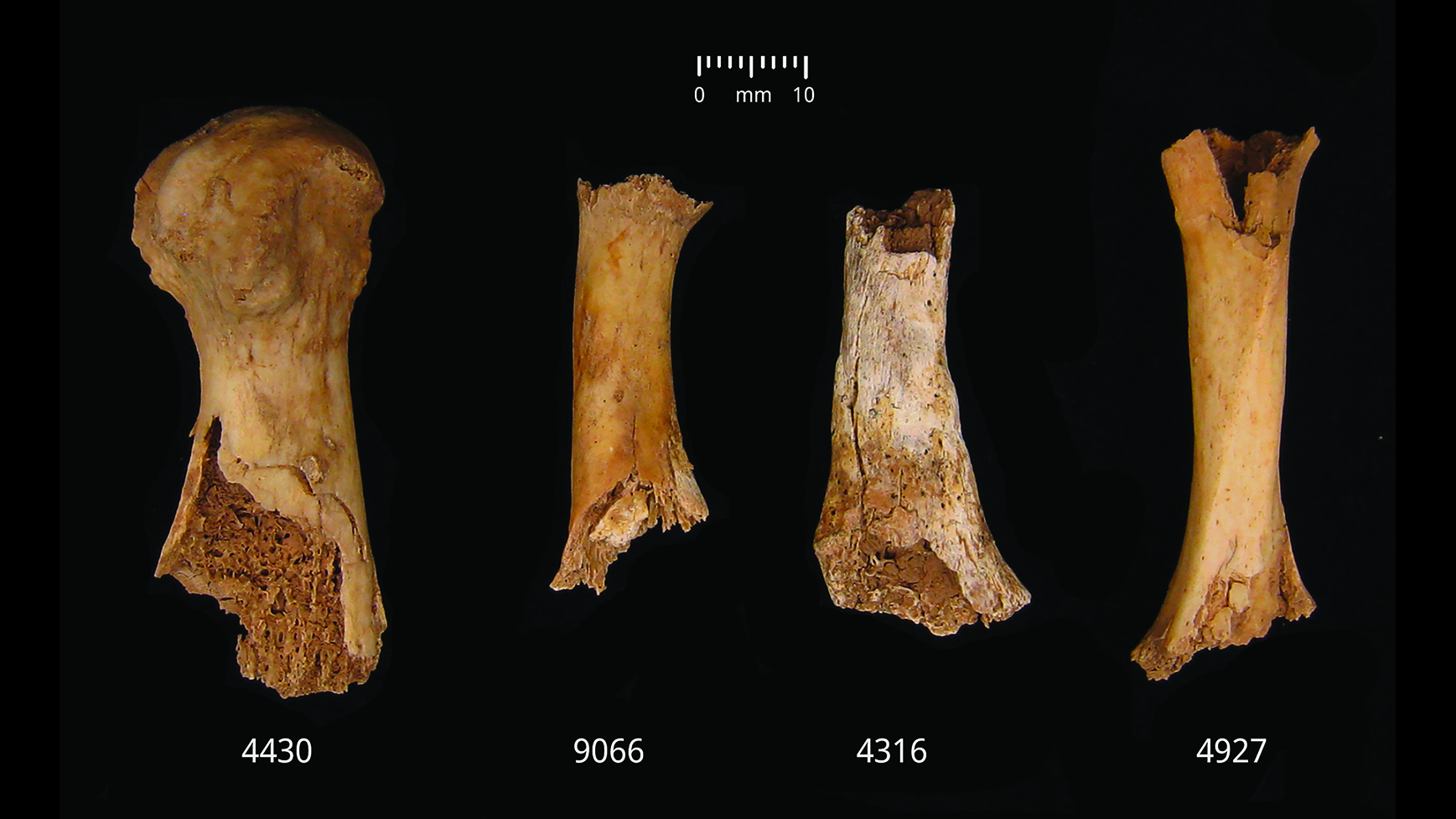 4,000-year-old bones reveal 'unprecedented' violence