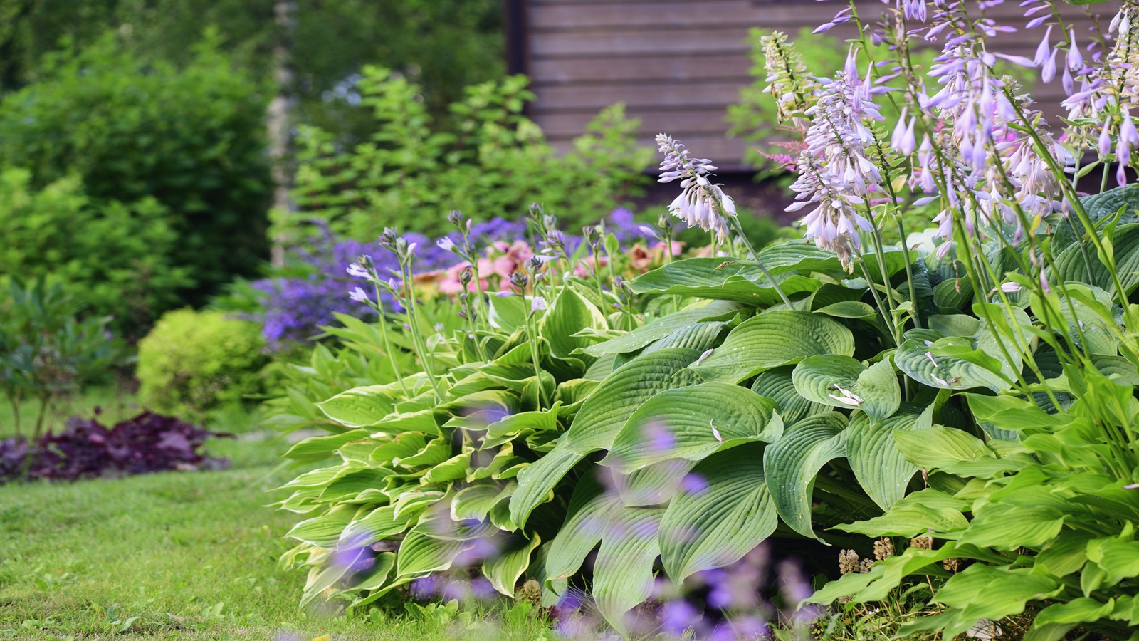 Hosta