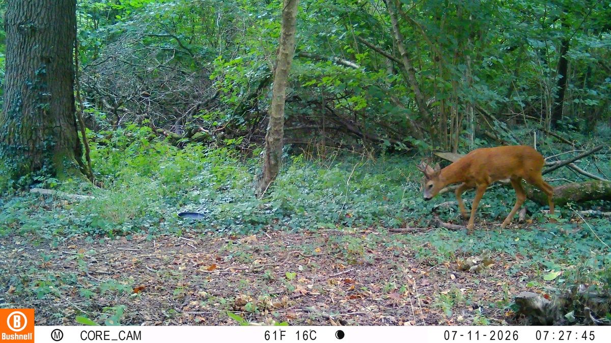 Sample images from the Bushnell Core S-4K No Glow trail camera