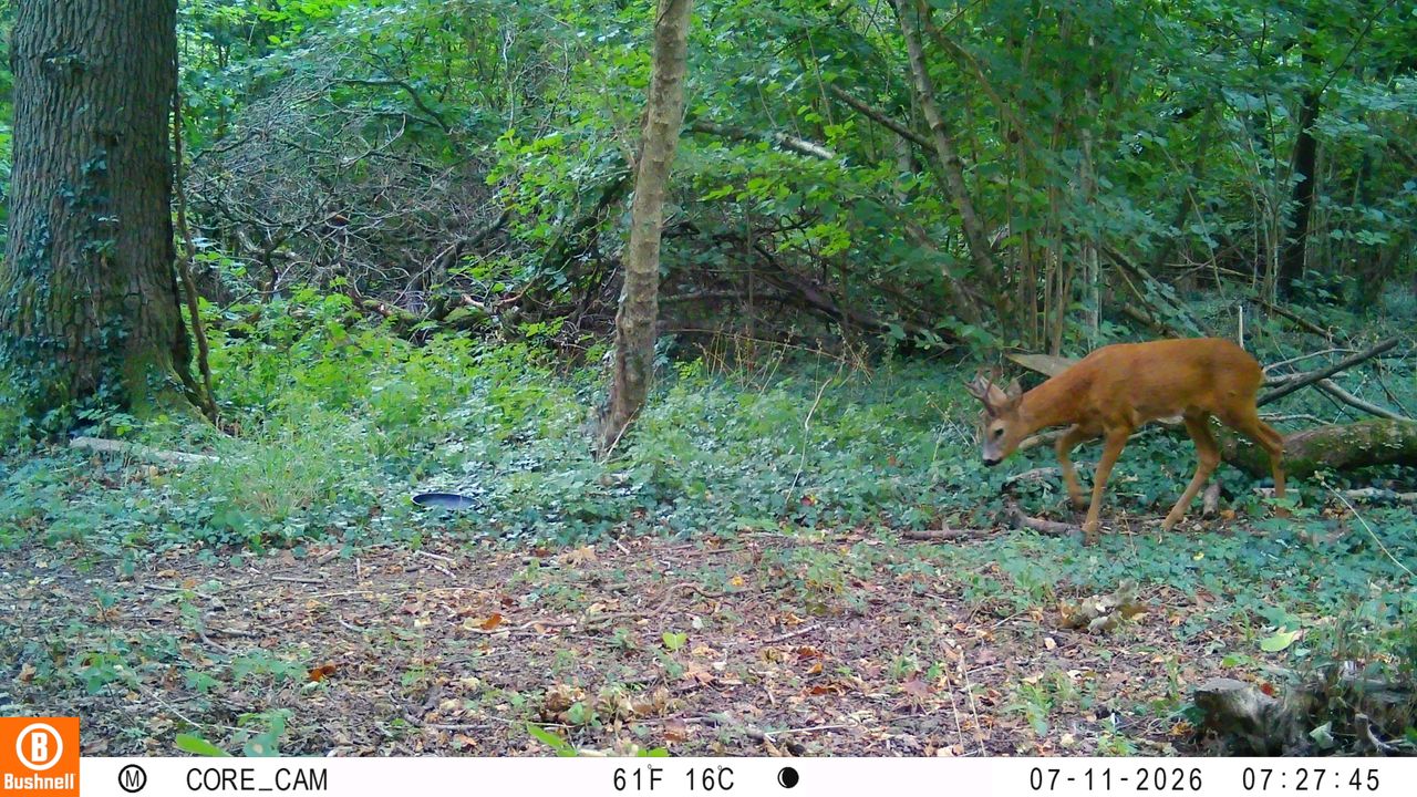 Sample images from the Bushnell Core S-4K No Glow trail camera
