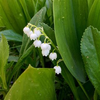 Lily Of The Valley growing in a garden