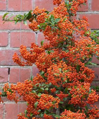 Pyracantha ‘Saphyr Rouge’. Firethorn Saphyr Rouge berries in autumn.