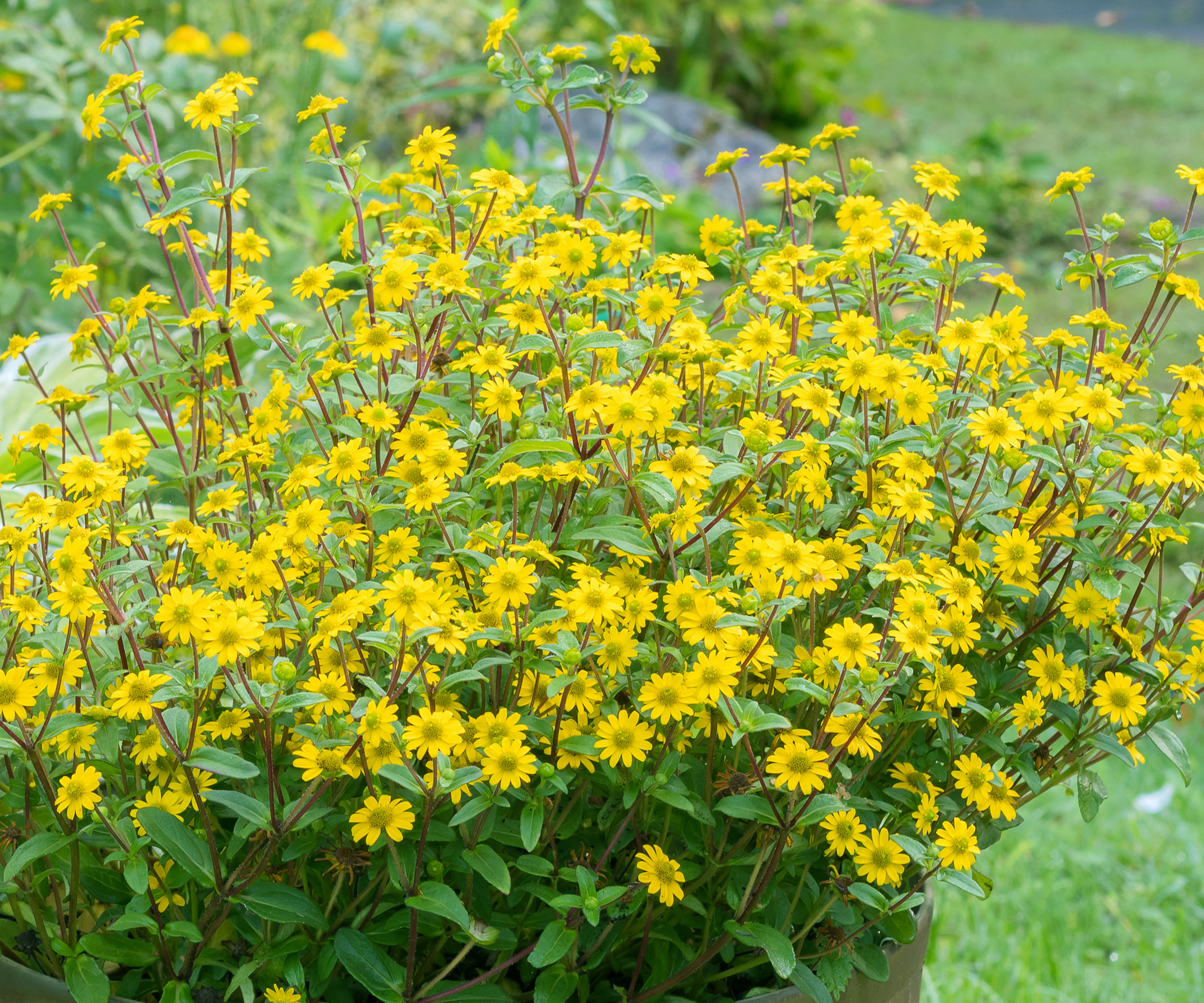 creeping zinnia plant with bright yellow flowers
