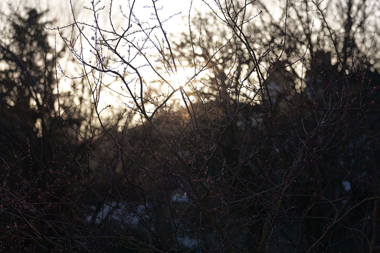 The sun shining through some branches with first buds of spring