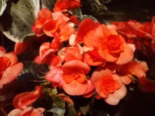 OnePlus Nord N200 5G camera samples