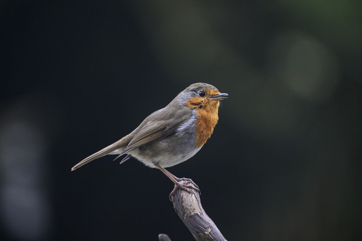 A bird perched on a ledge