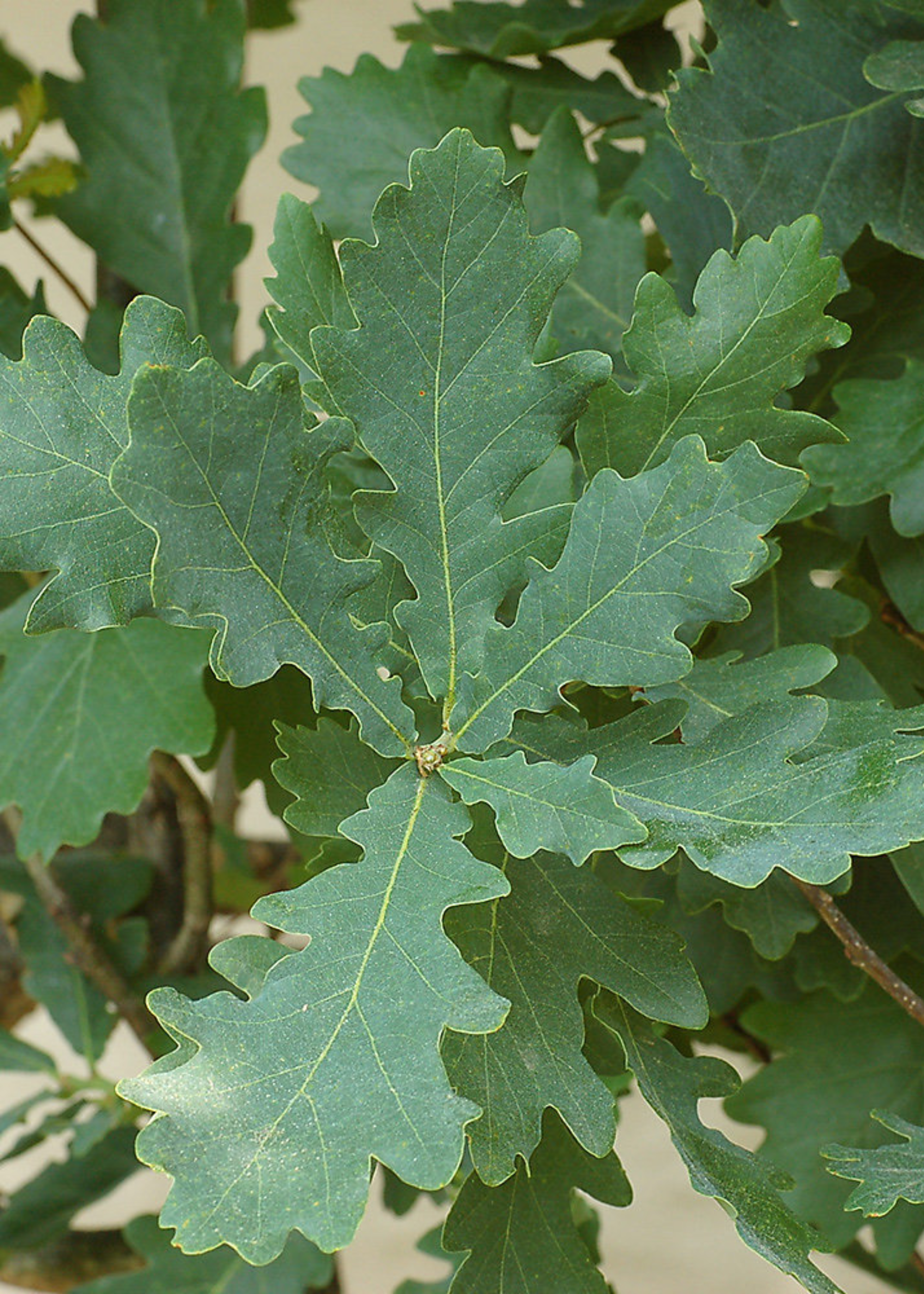 A close-up of an oak tree