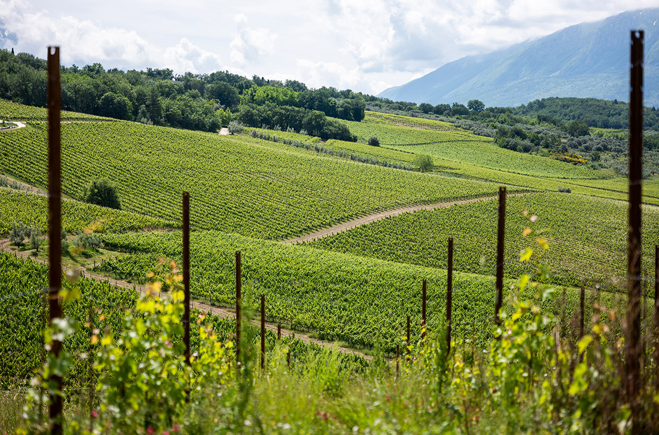 The vineyards of Abruzzo