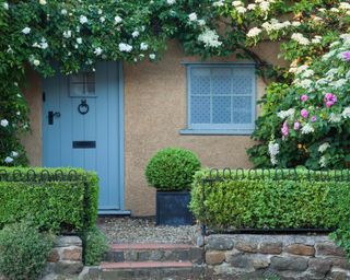 country style front garden with privet hedge and roses