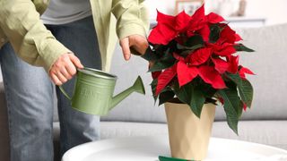 Watering a poinsetta in pot