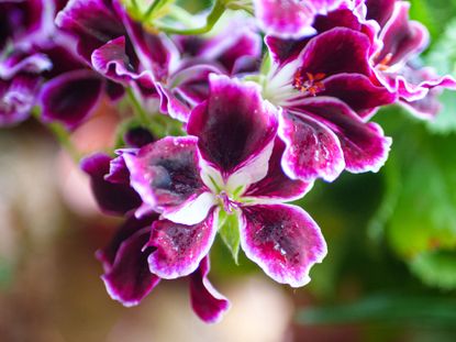 purple and red pelargonium flowers