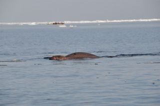 radio-tagged walrus swims in the Arctic basin