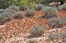 Keep an eye out for cryptobiotic soil