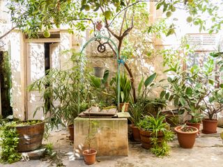 houseplants in courtyard garden