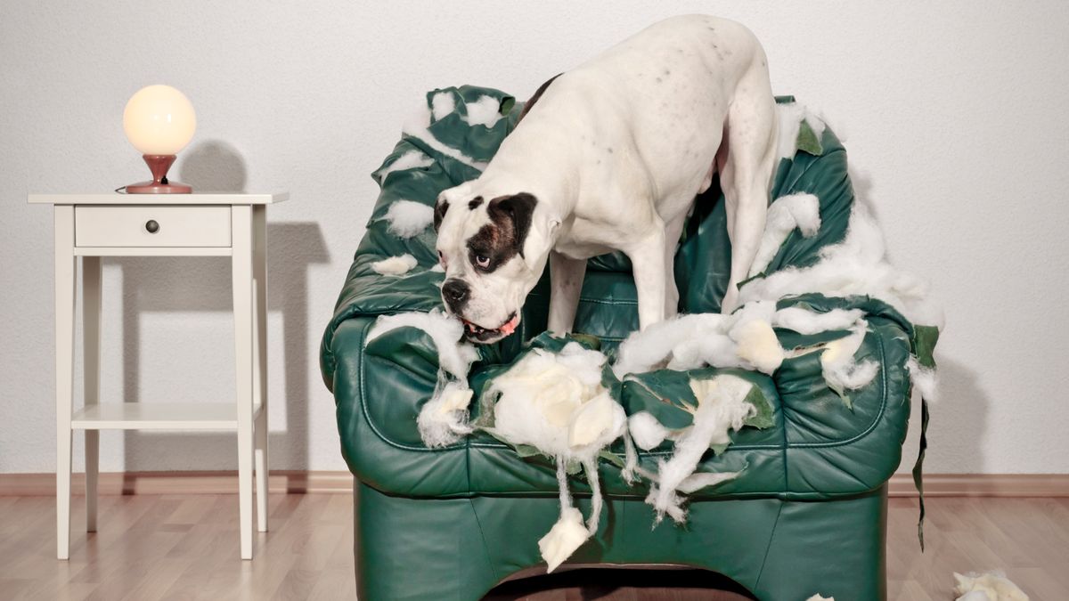 Dog looks guilty stood up on a torn up sofa