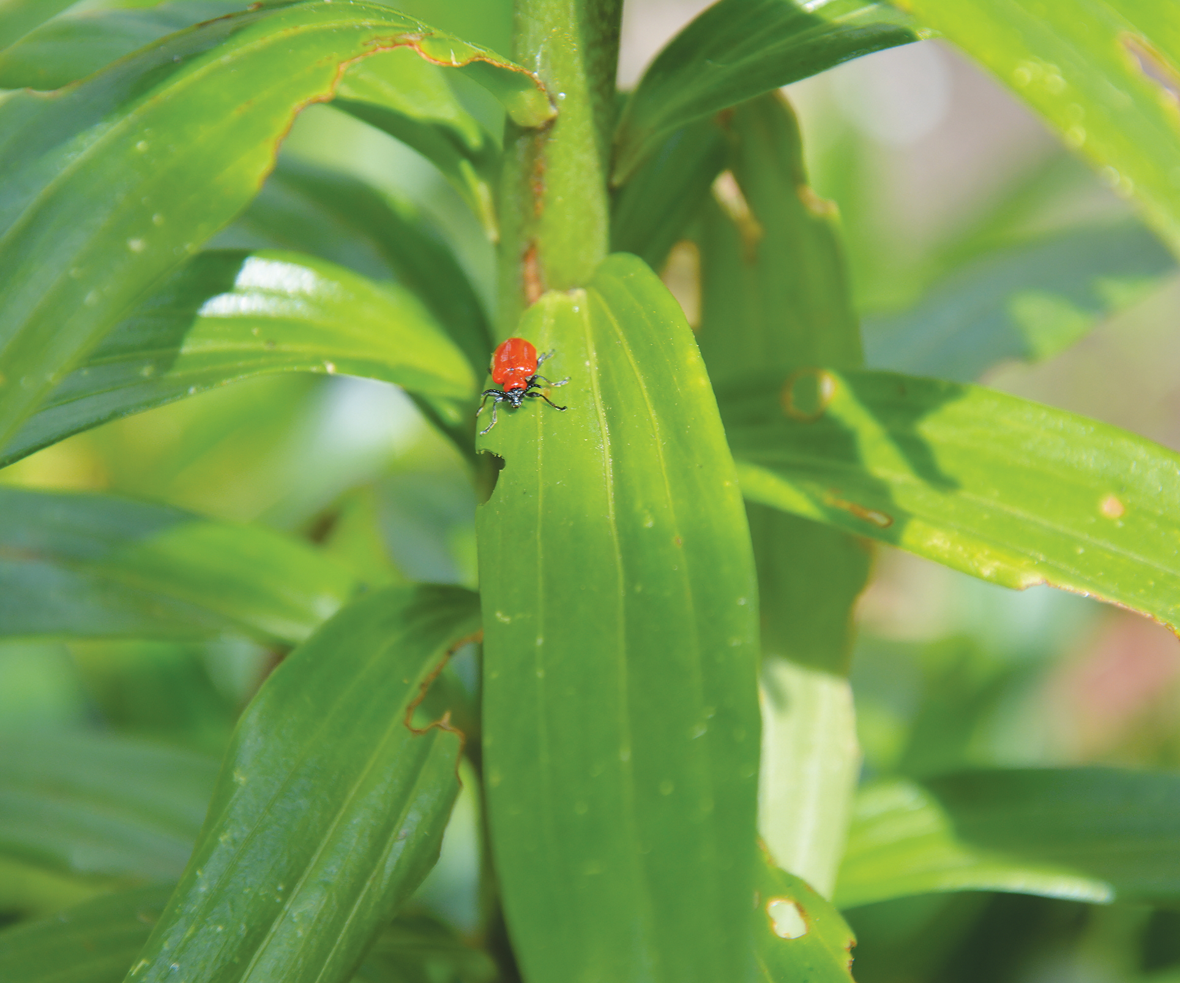A red lily beetle on a damaged bright green leaf
