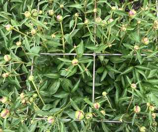 Peony plant with buds growing through a cage