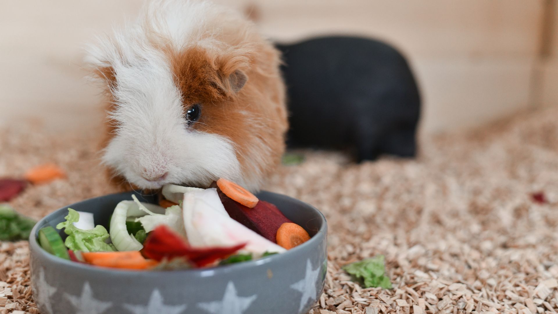 Brown and white guinea pig eating a bowl full of vegetables