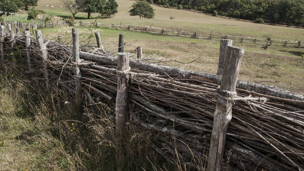 A dead hedge made of sticks separates two fields