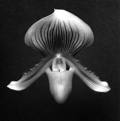 Orchid photograph