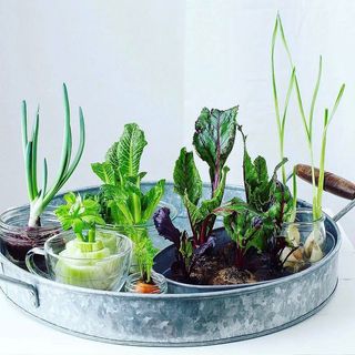 Growing vegetables from scraps indoor on a tray