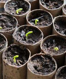 germinating seeds planted in toilet rolls