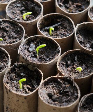 germinating seeds planted in toilet rolls