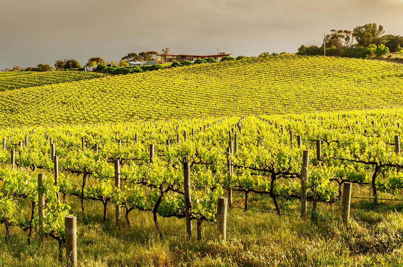 Vineyards in Australia's McLaren Vale