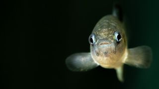 A Devils Hole pupfish looks directly into the camera, against a black background.