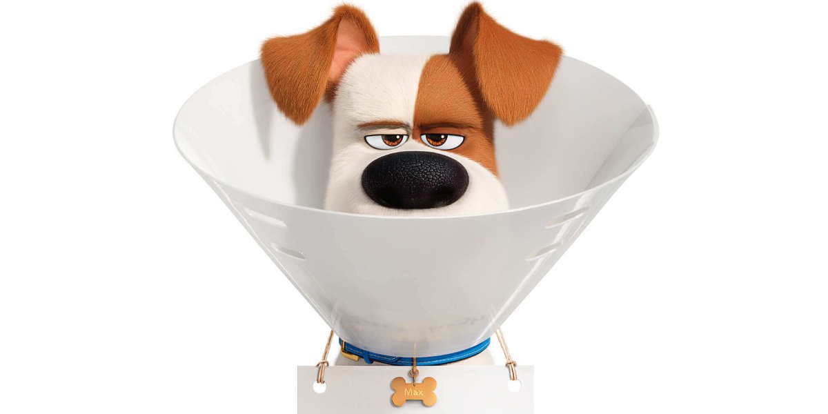 The Secret Life Of Pets 2 Max looking angry through his cone of shame