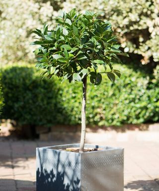 A small bay tree (Laurus nobilis) in a modern pot in a courtyard garden