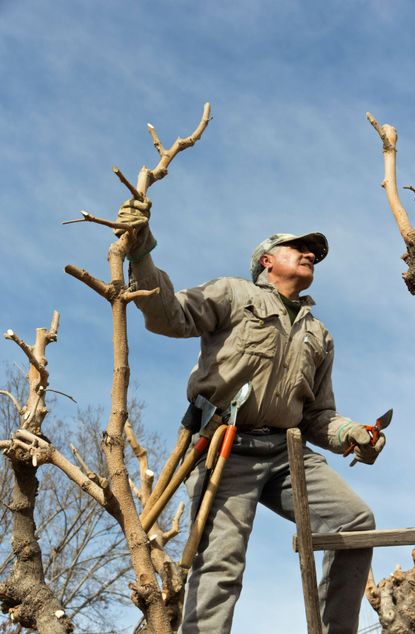 Man Pruning Large Tree