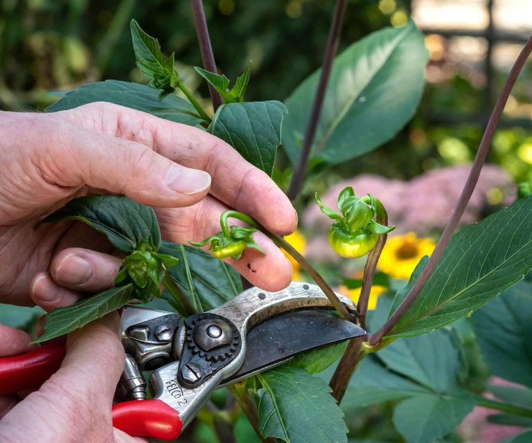 How To Prune Dahlias Expert Tips Homes And Gardens