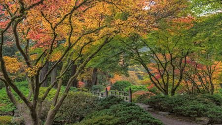 Bridge under trees at Portland Japanese Garden