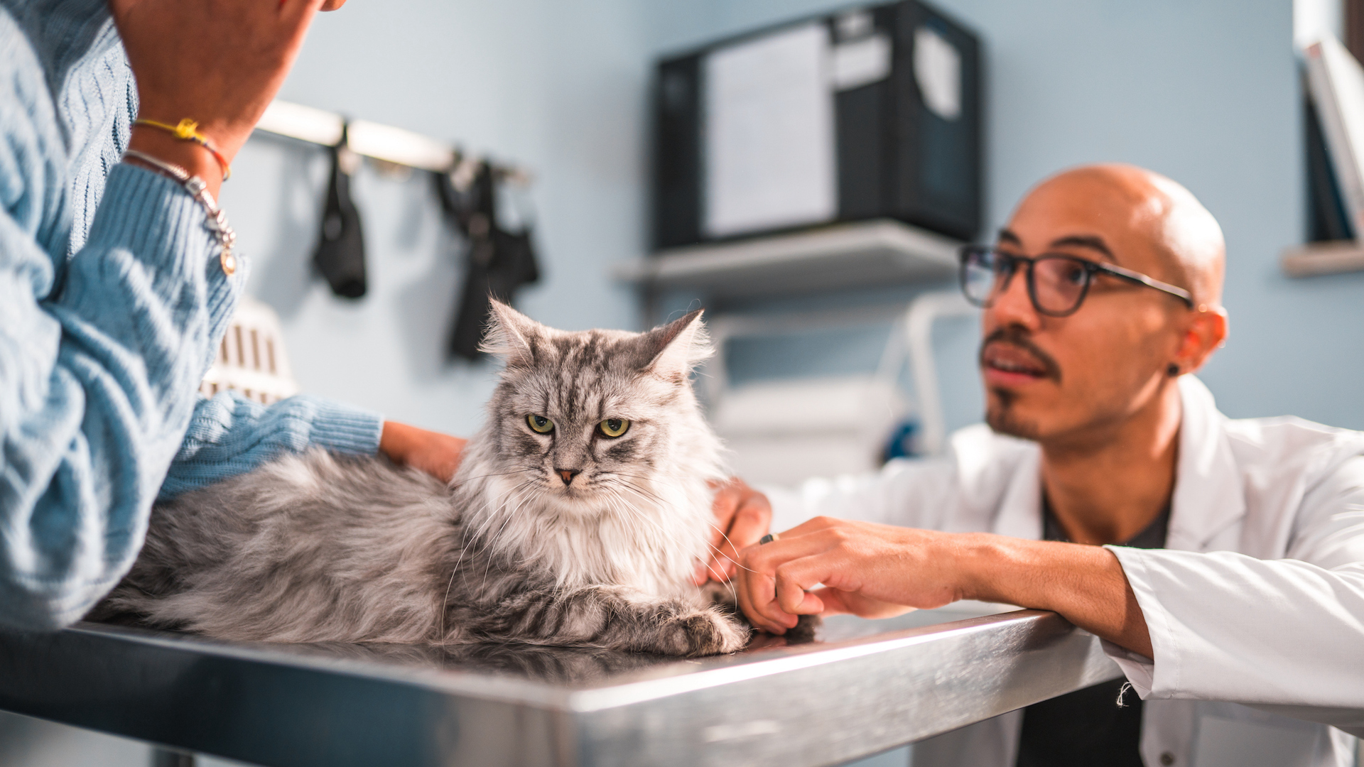 Vet discussing with owner about cat in clinic