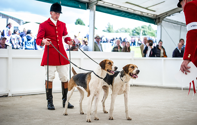 VWH Footloose and Fortune were impressive winners of the bitch hound couple class
