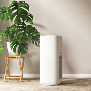 White modern design air purifier, dehumidifier, monstera plant tree on parquet floor in beige brown wallpaper wall empty room in sunlight from window