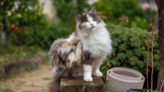 Cat scratching itself outside