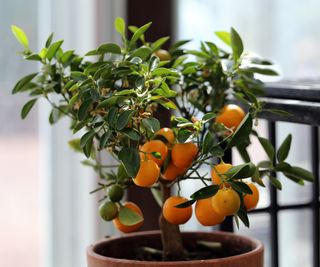 Clementine tree growing indoors