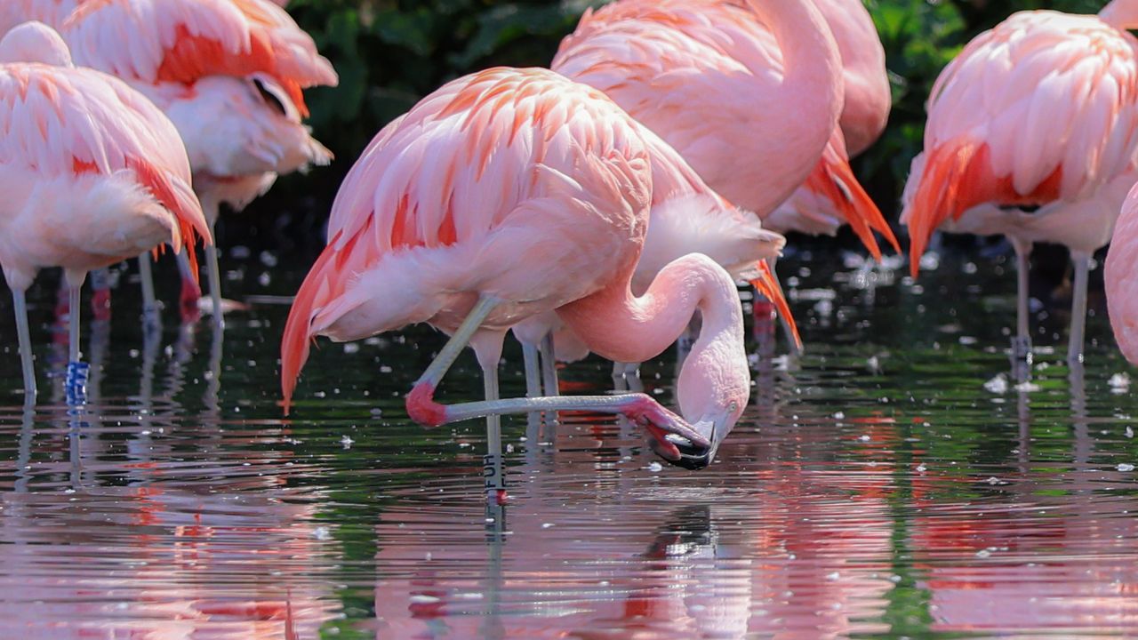 Wildlife photography shot with the Canon EOS R1 and EOS 1DX Mark III cameras