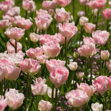 Tulip 'Angelique' flowers