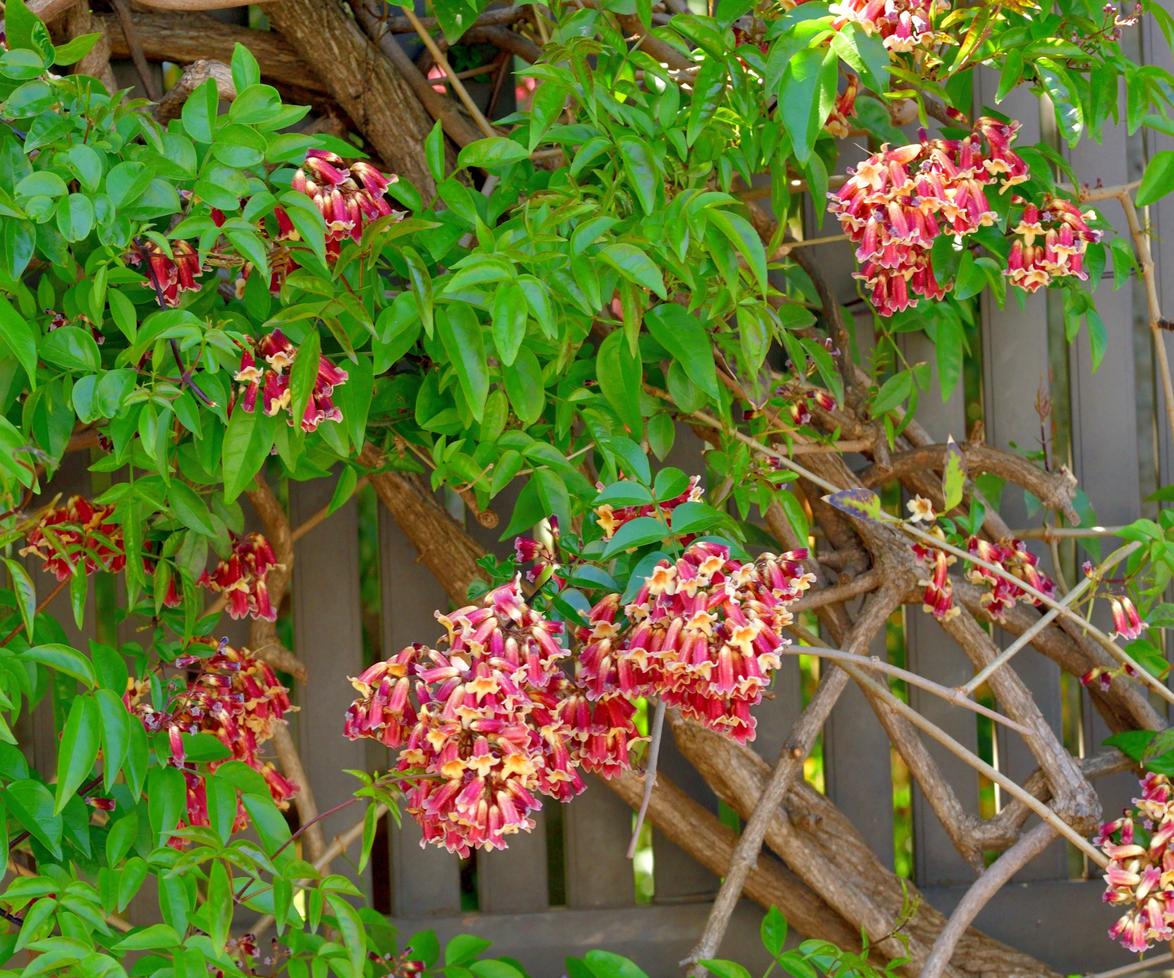 bignonia capreolata, cross vine