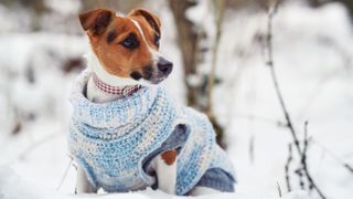 Dog in sweater in the snow
