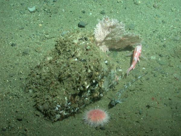 Rockfish, poacher and pink urchin near Primnoid coral.