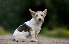 C5PJDH Rough-coated Jack Russell terrier (Canis lupus familiaris) sitting on path