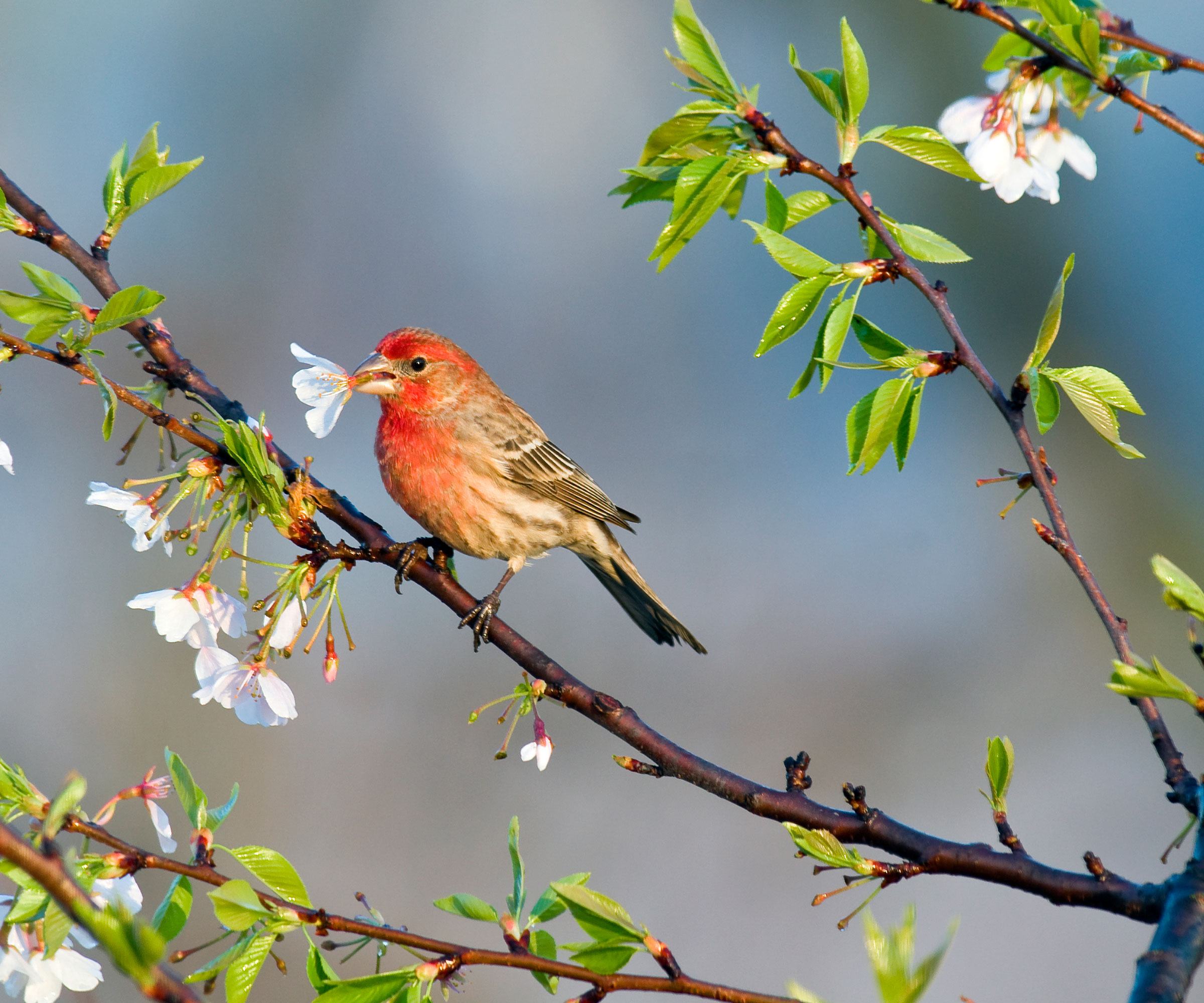 house finch nibbling on blossom in tree