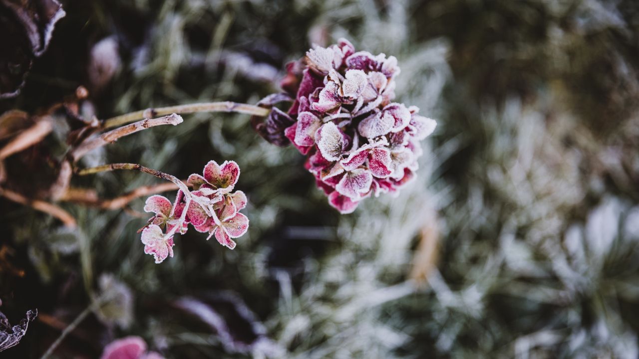 How to winterize hydrangeas 