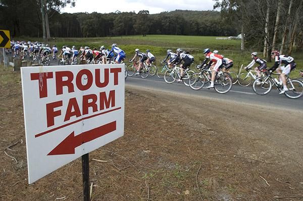 Gone fishing: The peloton pass a trout farm near Neerim South during stage three of the tour.