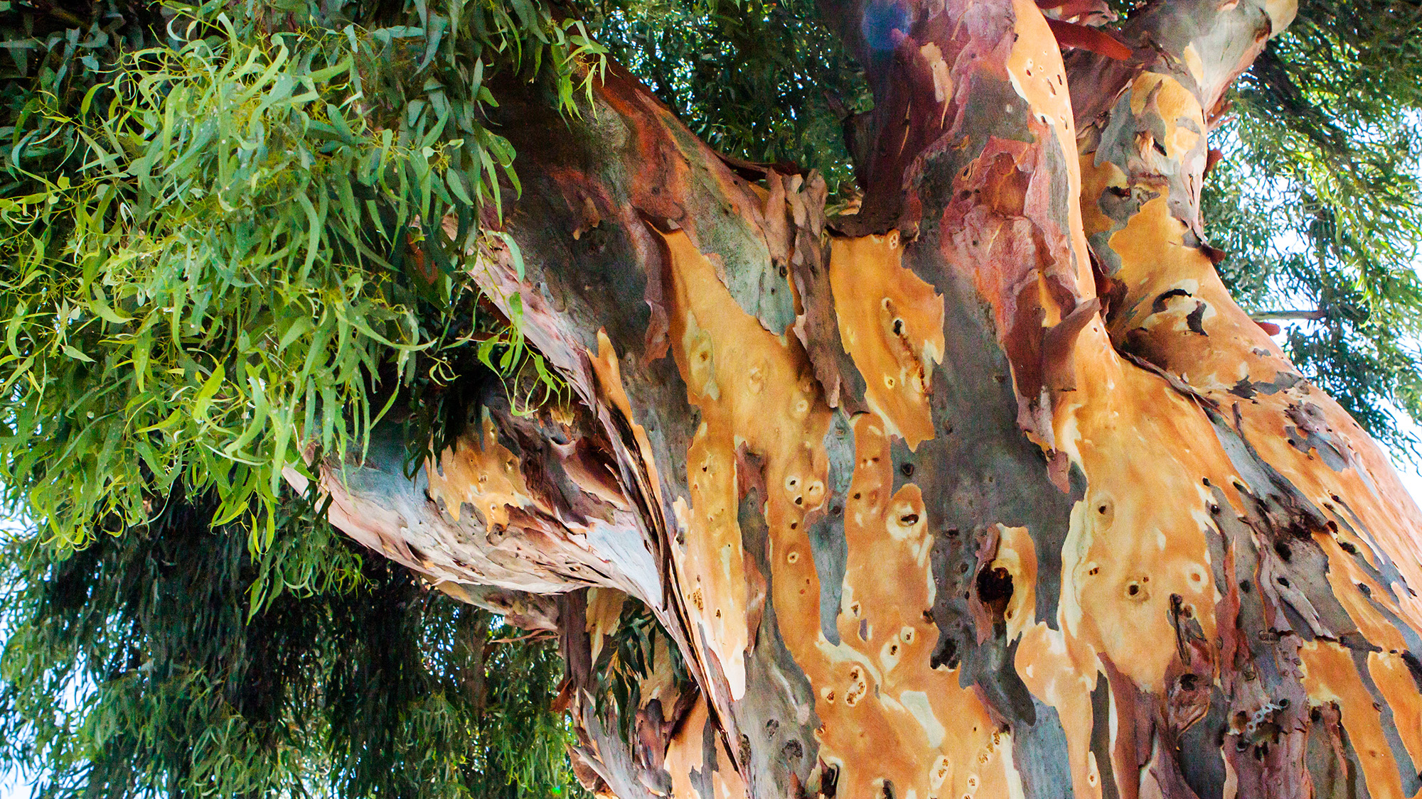 Eucalyptus tree