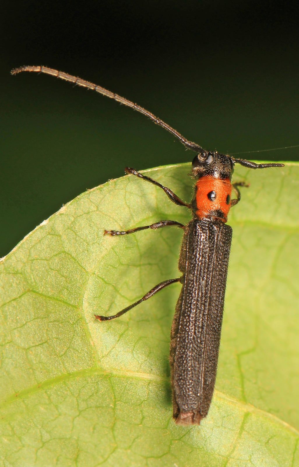 Raspberry Cane Borer